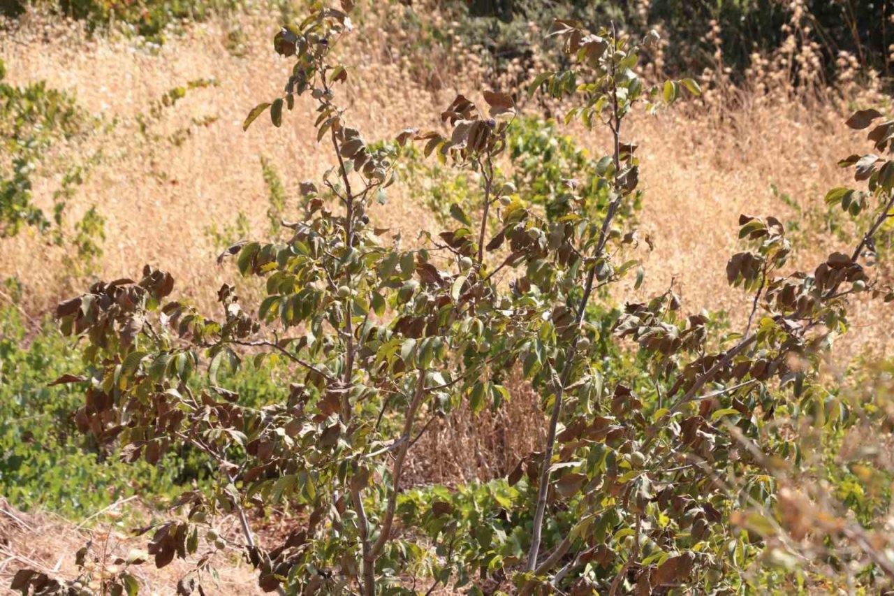 Çöl sıcakları meyve ağaçlarını kurutuyor