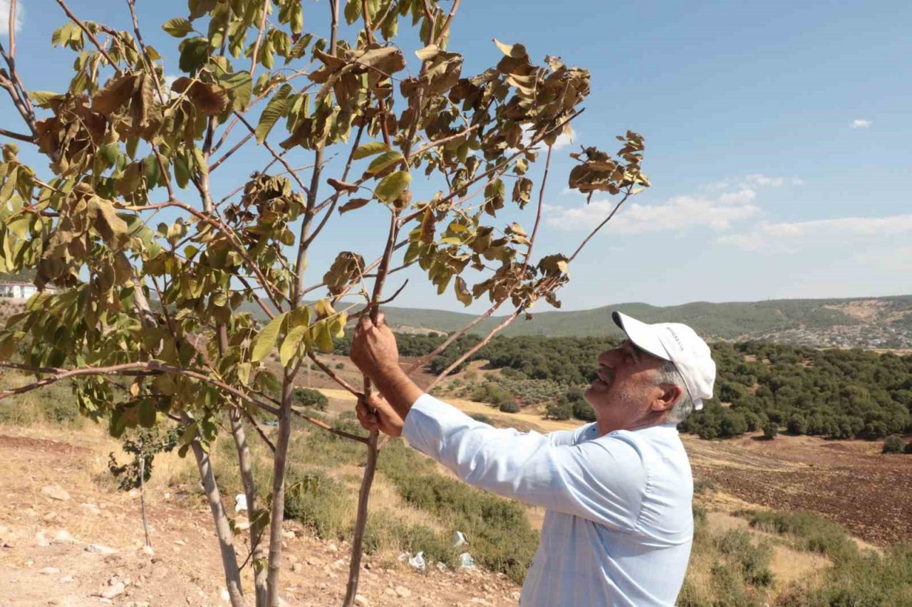 Çöl sıcakları meyve ağaçlarını kurutuyor
