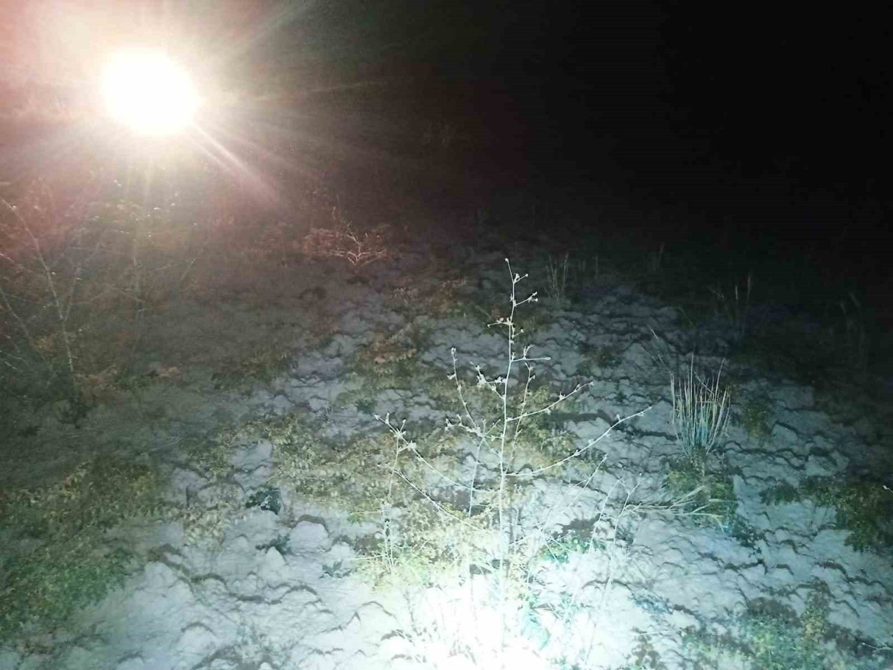 Elazığ’da domuzlar tarlalara dadandı, köylüler nöbet tutmaya başladı