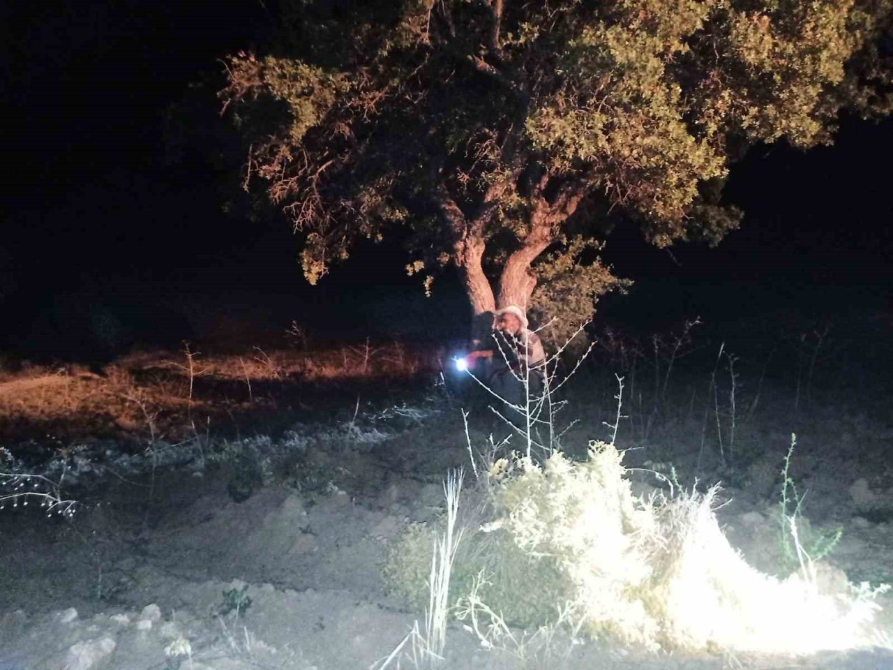 Elazığ’da domuzlar tarlalara dadandı, köylüler nöbet tutmaya başladı