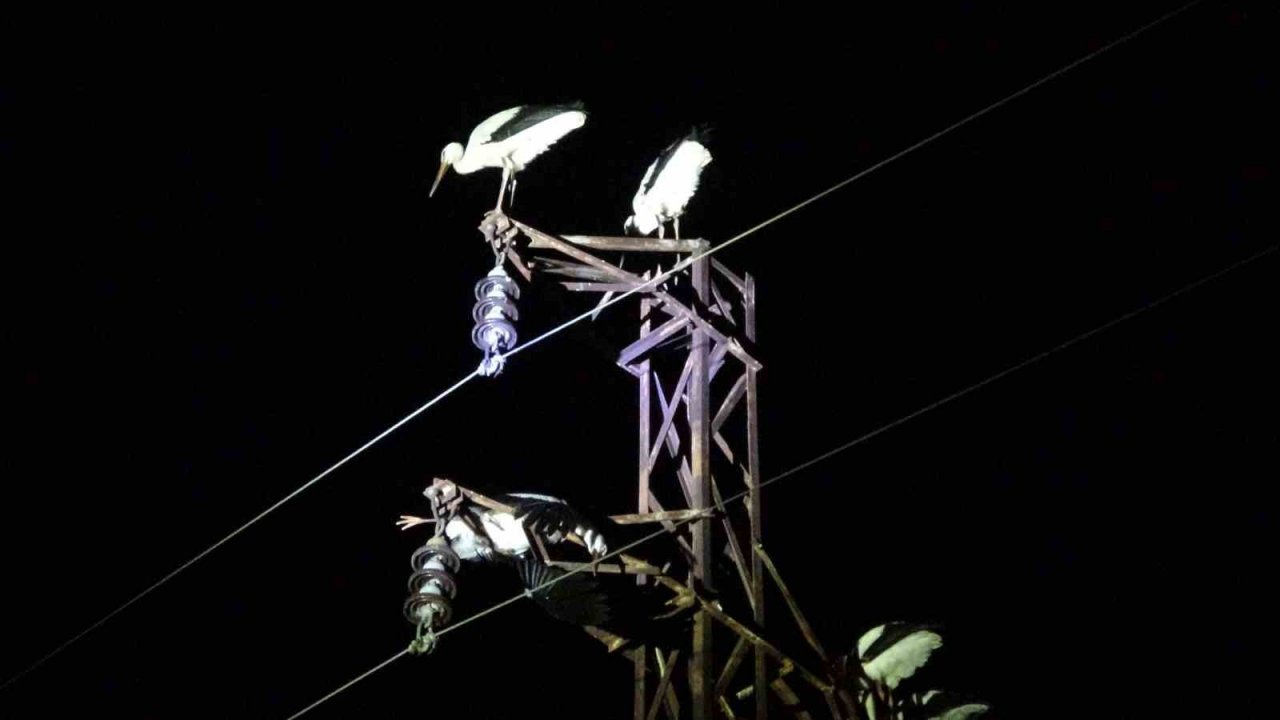 Göç yolunda mola veren onlarca leylek telef oldu