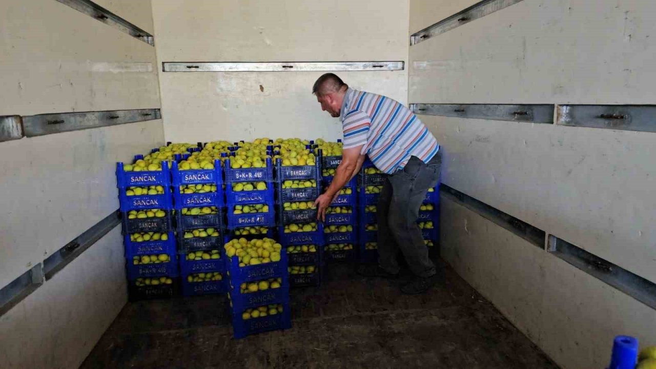 Aydın’da taze incir hasadı devam ediyor