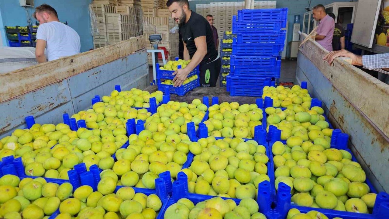 Aydın’da taze incir hasadı devam ediyor