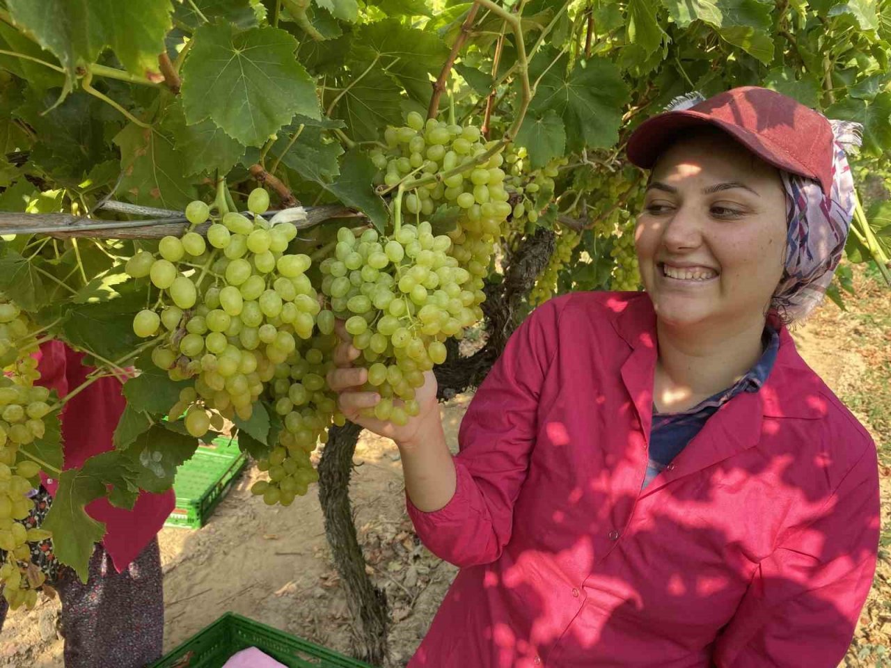Yaş üzümde ihracat hedefi 200 milyon doların üzerinde