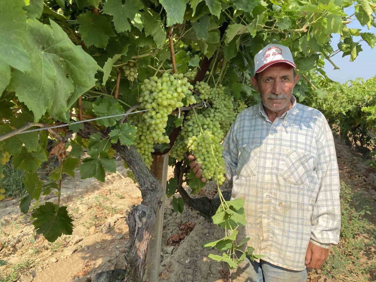 Yaş üzümde ihracat hedefi 200 milyon doların üzerinde