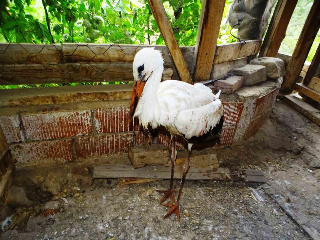 Hisarcık’ta vatandaşların bulduğu yaralı leylek tedavi altına alındı