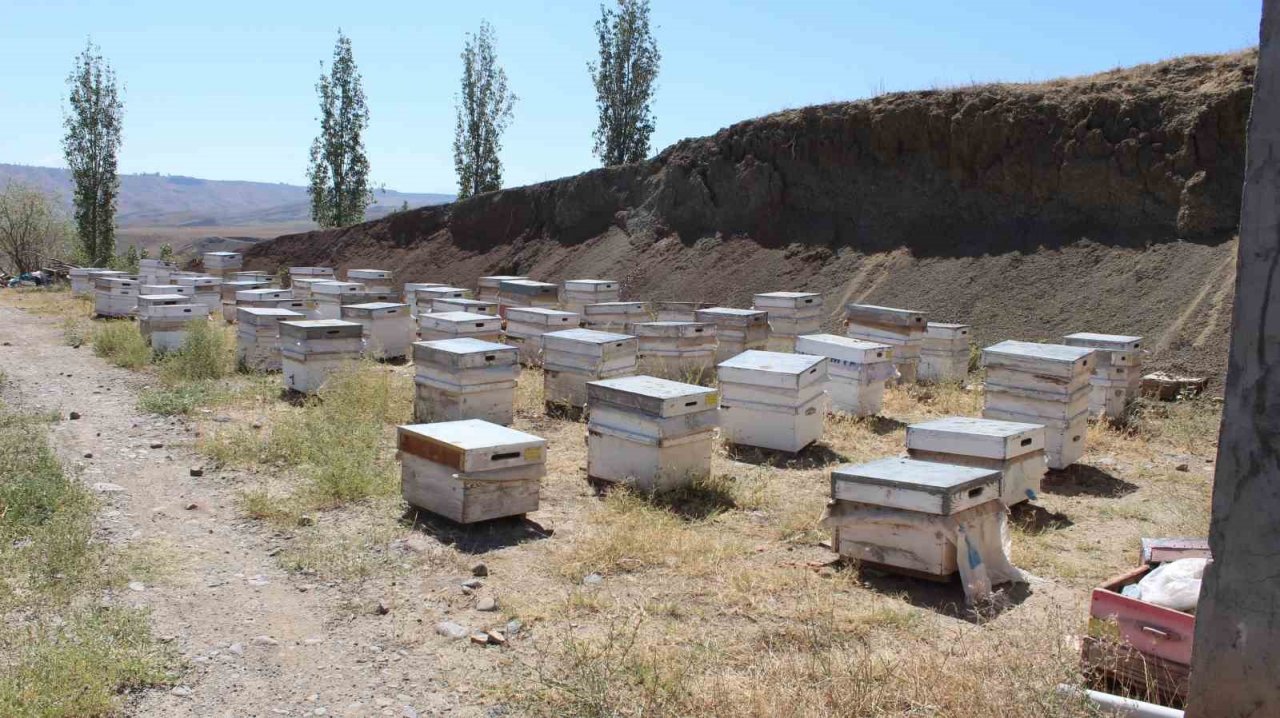 Iğdır’da bal hasadında bu yıl istenilen randıman alınamadı