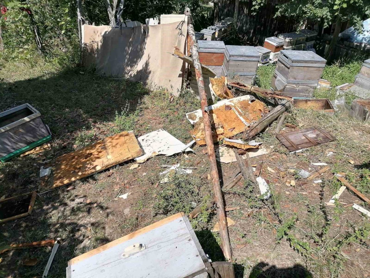 Aç kalan ayı köye indi: Kovanlardaki arıları telef etti