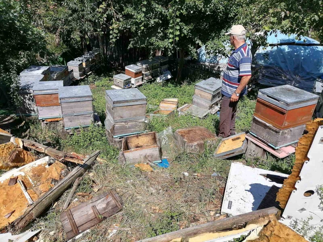 Aç kalan ayı köye indi: Kovanlardaki arıları telef etti