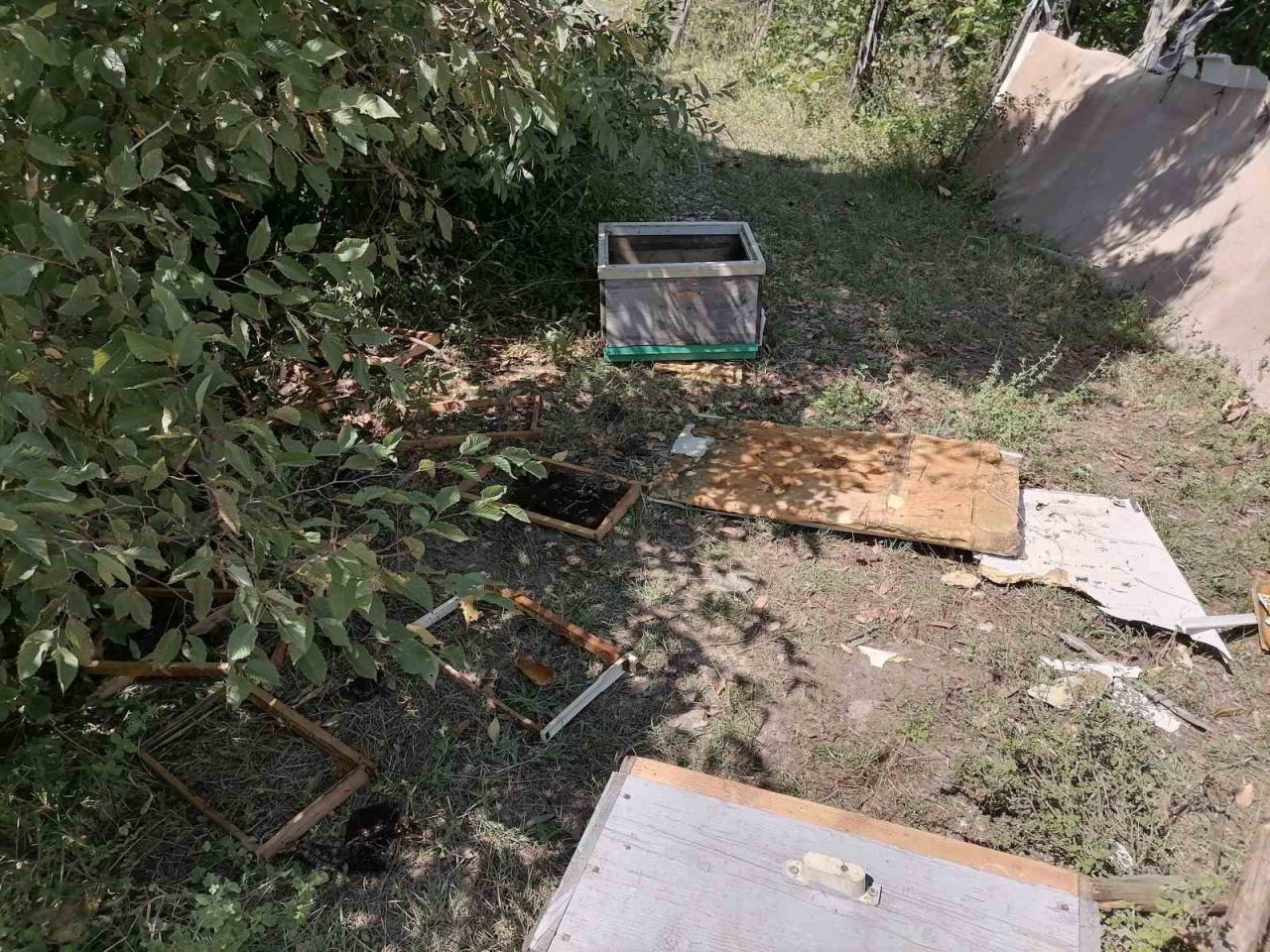Aç kalan ayı köye indi: Kovanlardaki arıları telef etti