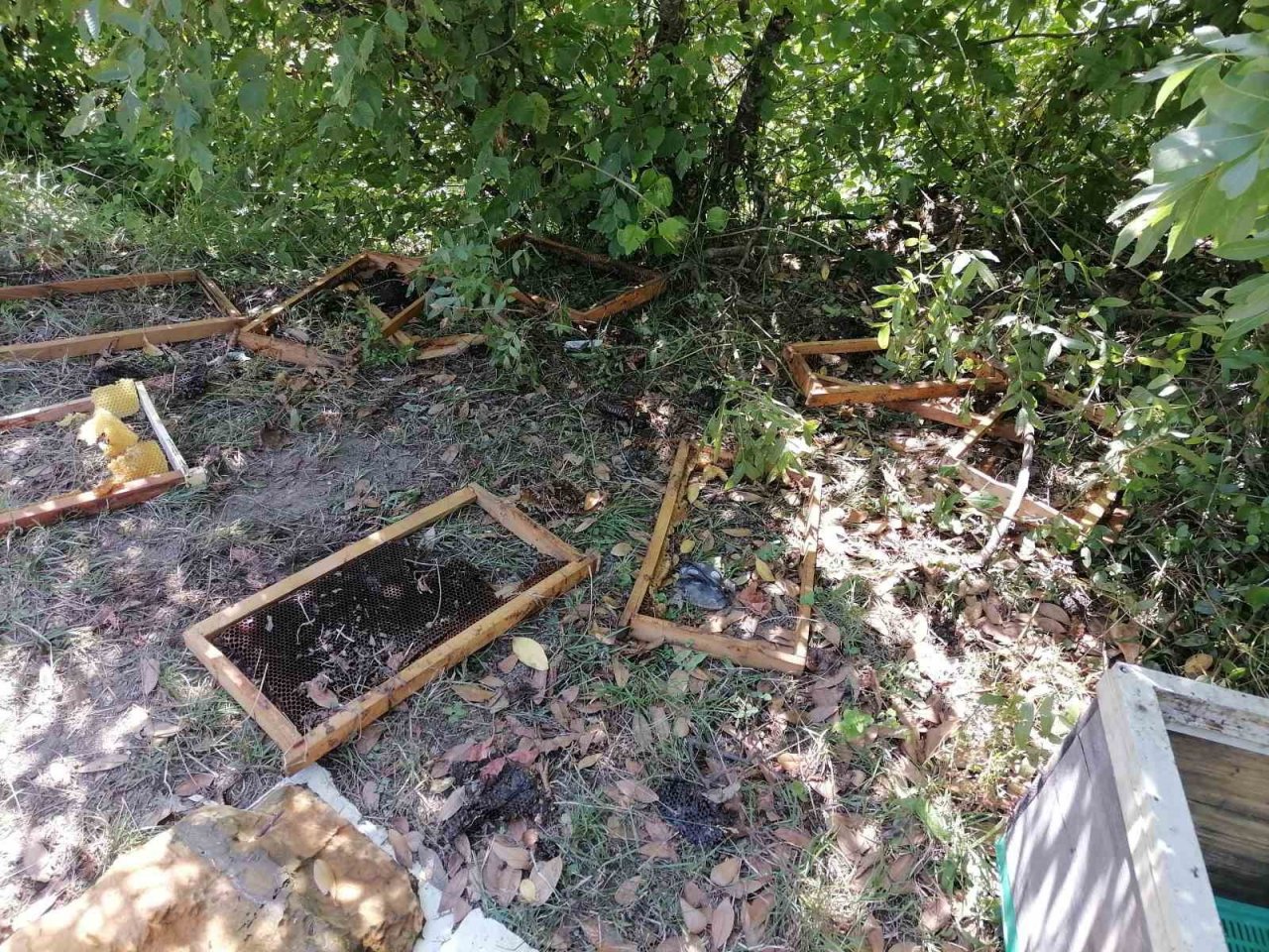 Aç kalan ayı köye indi: Kovanlardaki arıları telef etti