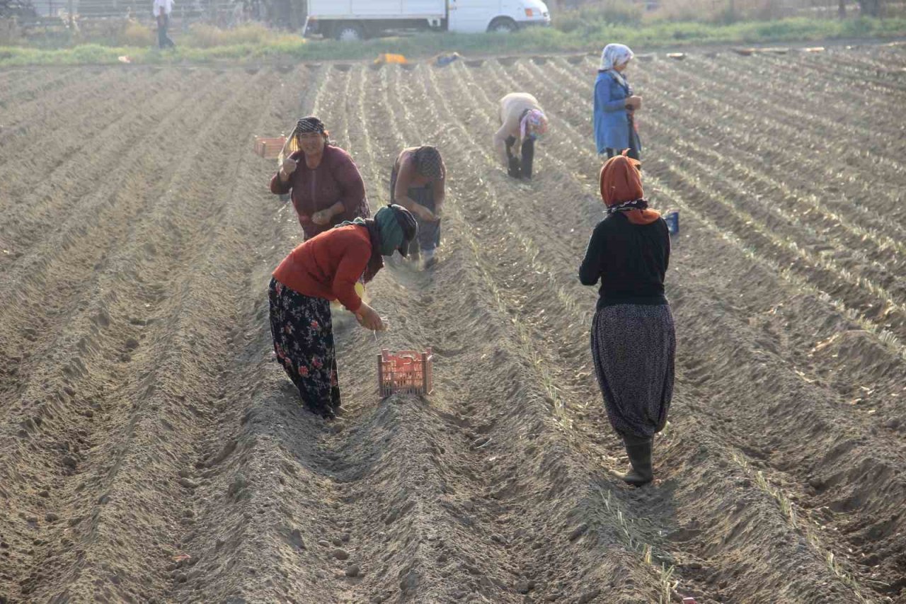 Kıymeti korona virüs salgınında anlaşılan pırasaya olan rağbet her geçen gün artıyor
