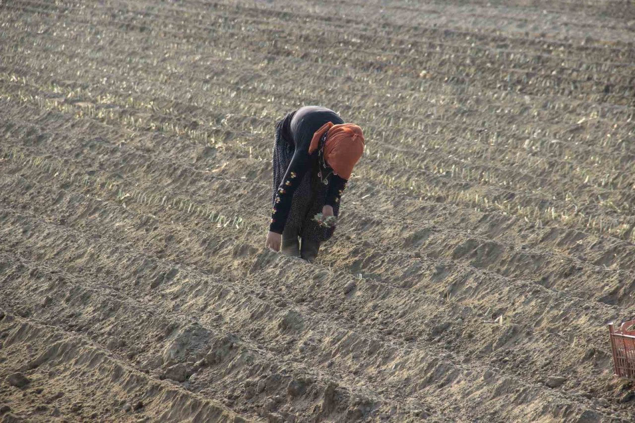 Kıymeti korona virüs salgınında anlaşılan pırasaya olan rağbet her geçen gün artıyor