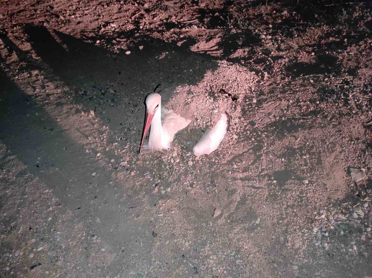 Göç yolunda mola veren onlarca leylek telef oldu