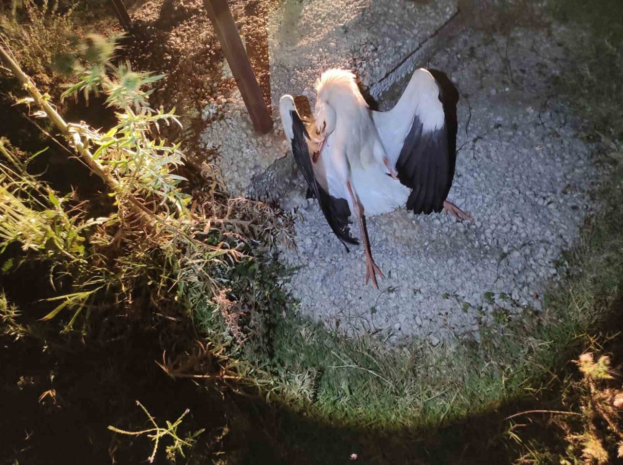 Göç yolunda mola veren onlarca leylek telef oldu