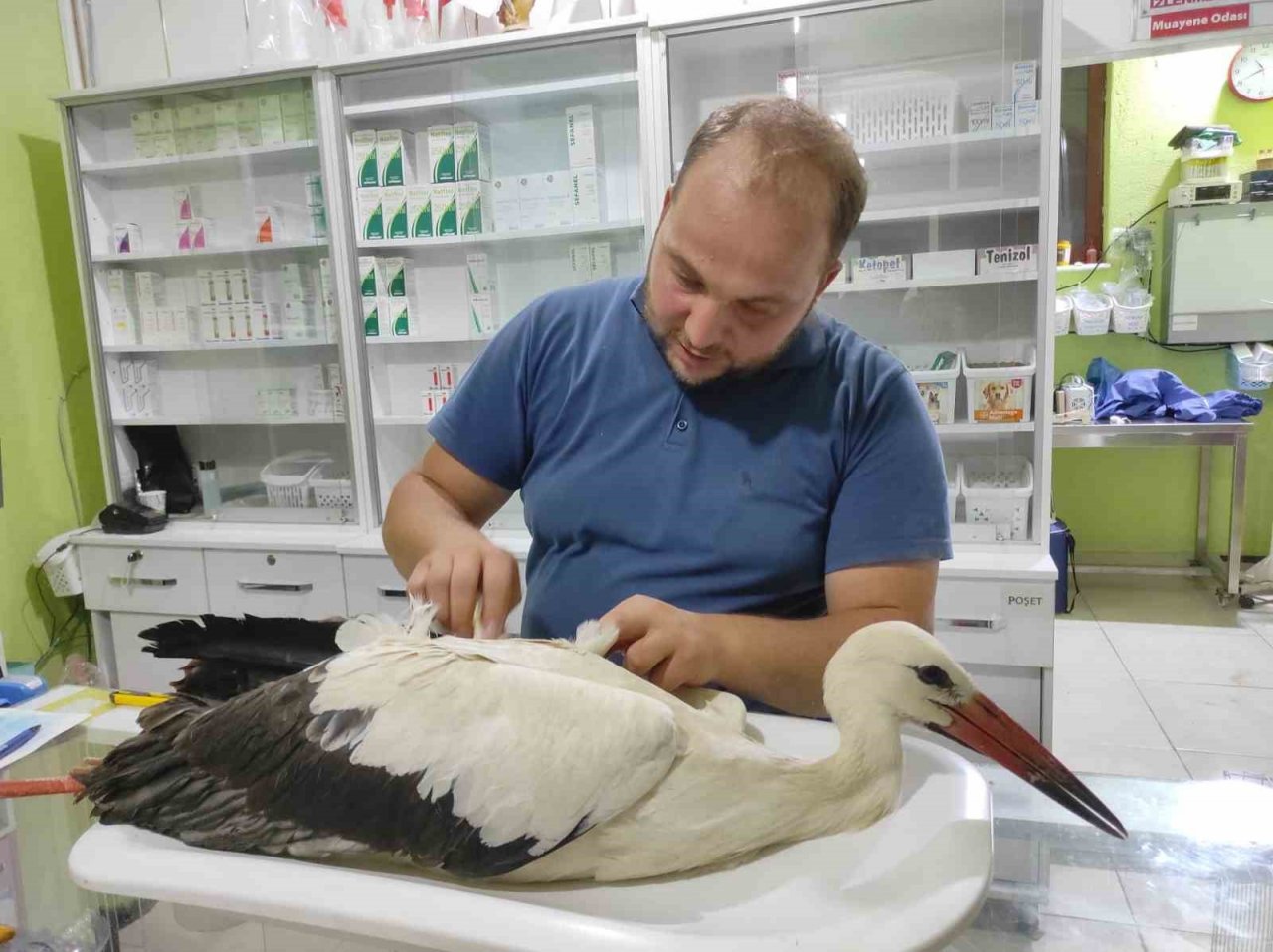 Göç yolunda mola veren onlarca leylek telef oldu