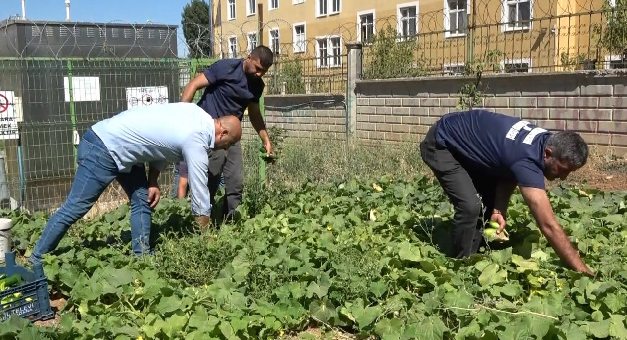 Öğrenciler, atıl durumdaki alanı tarıma kazandırdı
