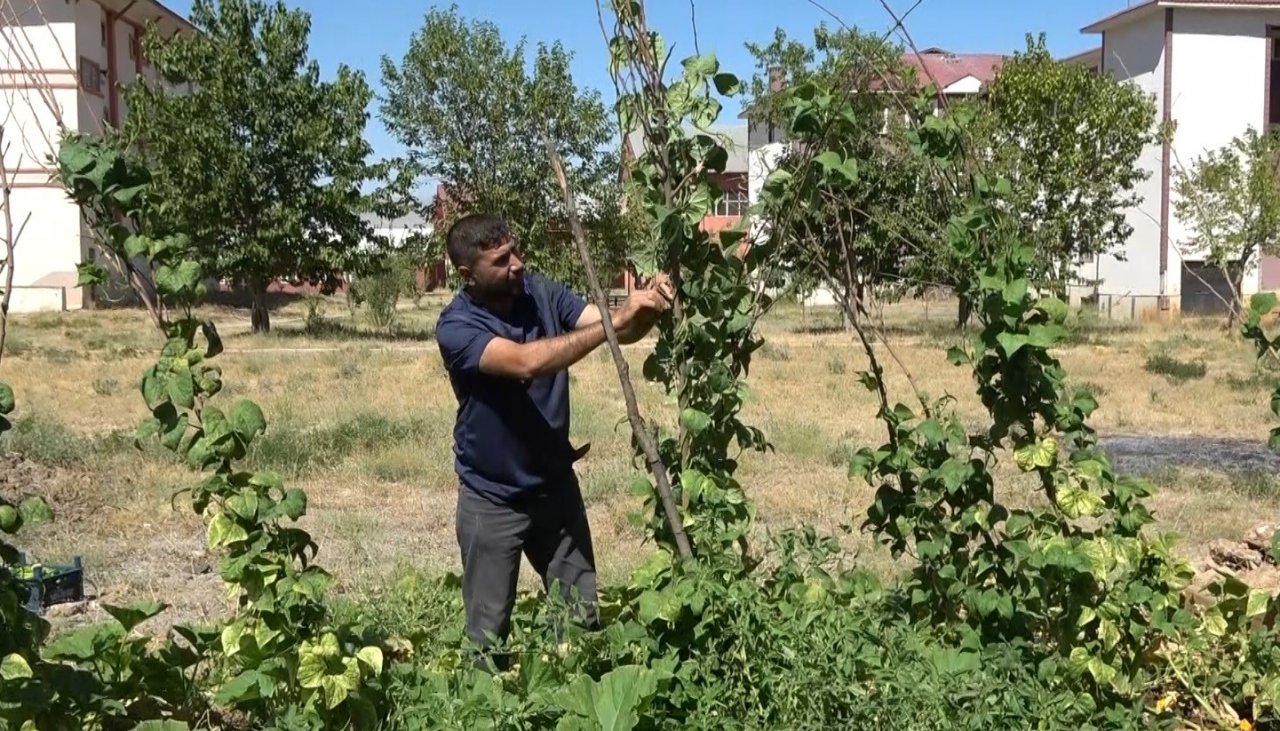 Öğrenciler, atıl durumdaki alanı tarıma kazandırdı