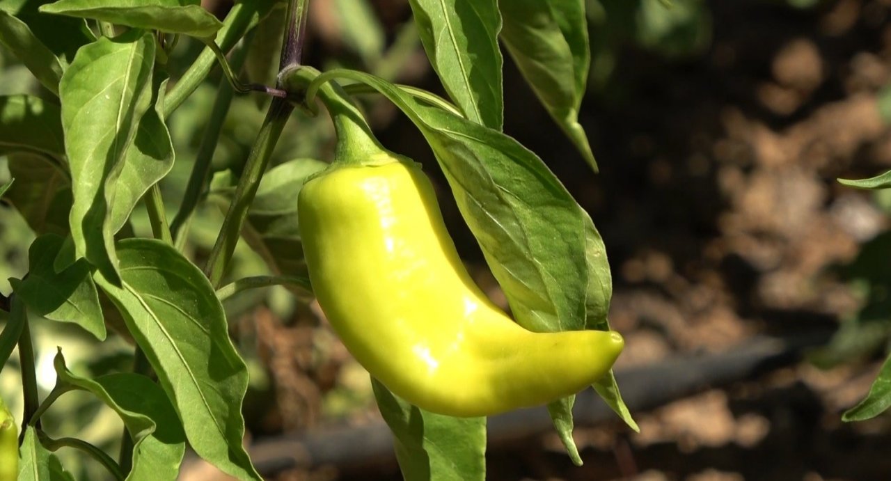 Öğrenciler, atıl durumdaki alanı tarıma kazandırdı