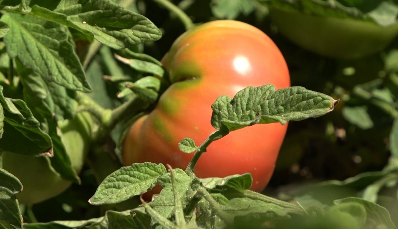 Öğrenciler, atıl durumdaki alanı tarıma kazandırdı