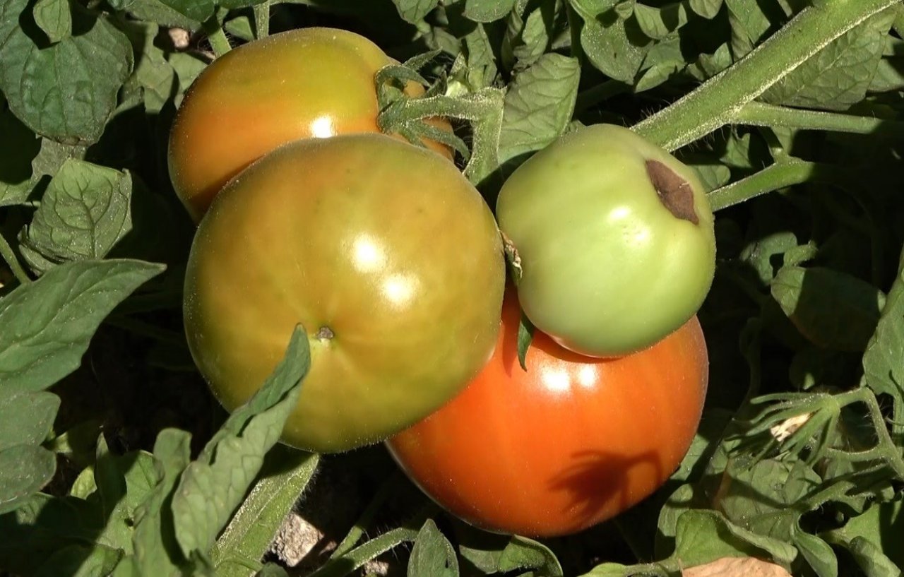 Öğrenciler, atıl durumdaki alanı tarıma kazandırdı