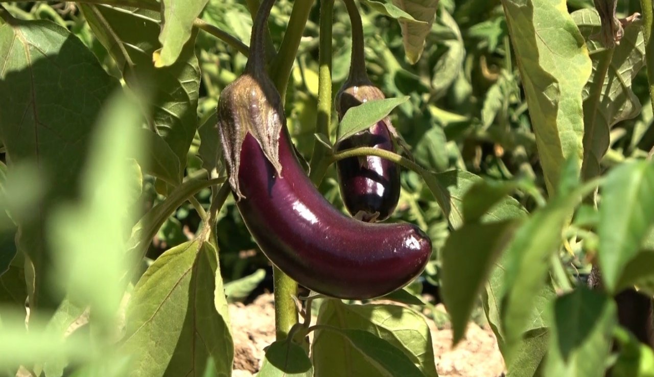 Öğrenciler, atıl durumdaki alanı tarıma kazandırdı