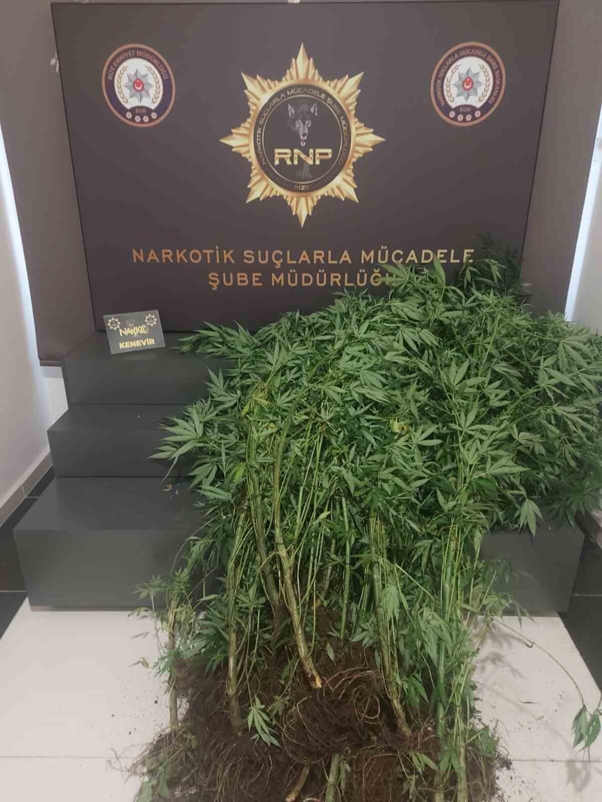 Rize’de 74 kök Hint keneviri ele geçirildi