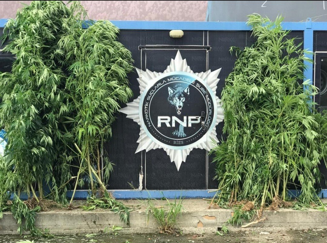 Rize’de 74 kök Hint keneviri ele geçirildi