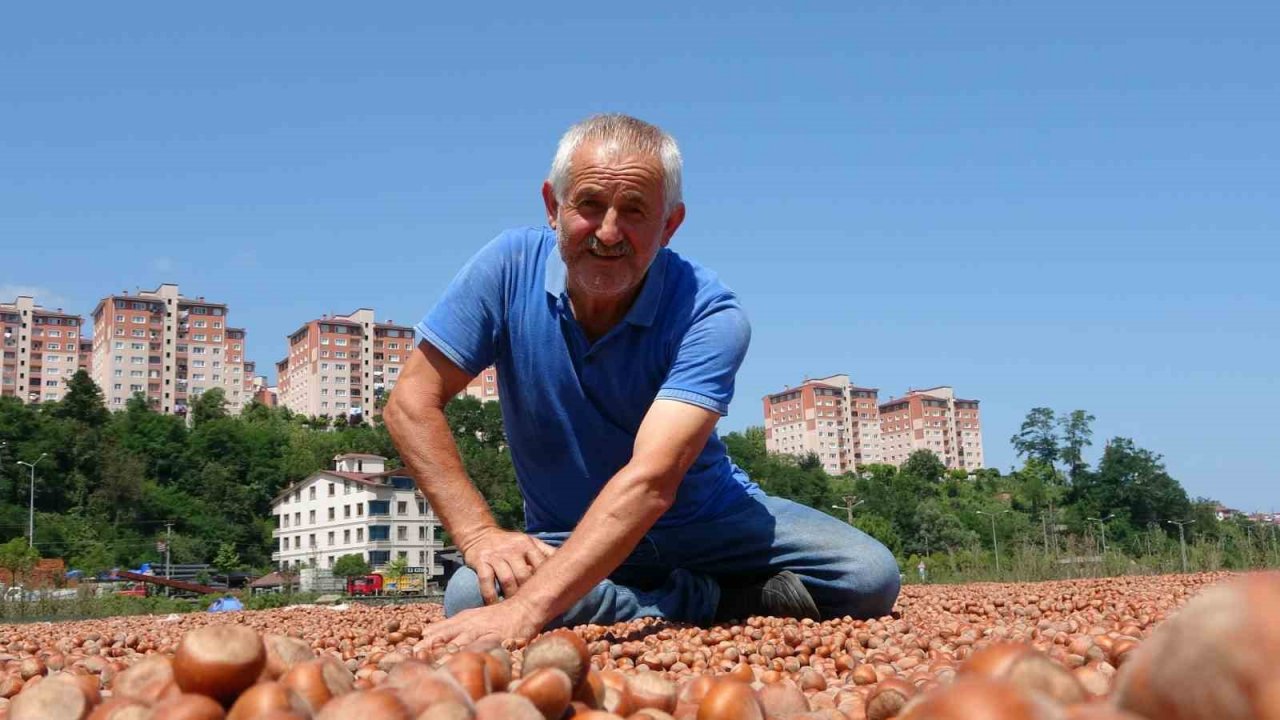 Üreticilerin zorlu fındık kurutma mesaisi başladı