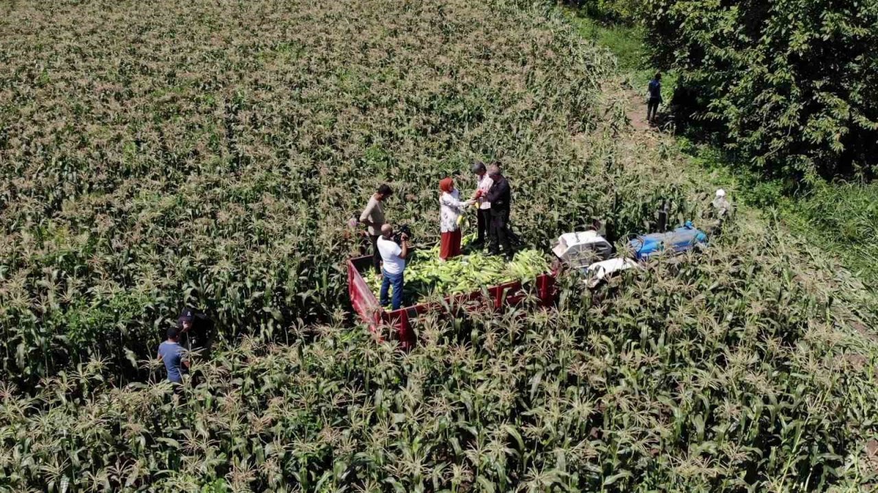 Türkiye’nin meşhur Mardar mısırında hasat başladı
