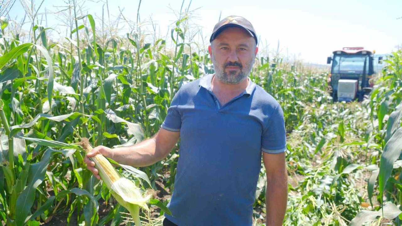 Türkiye’nin meşhur Mardar mısırında hasat başladı