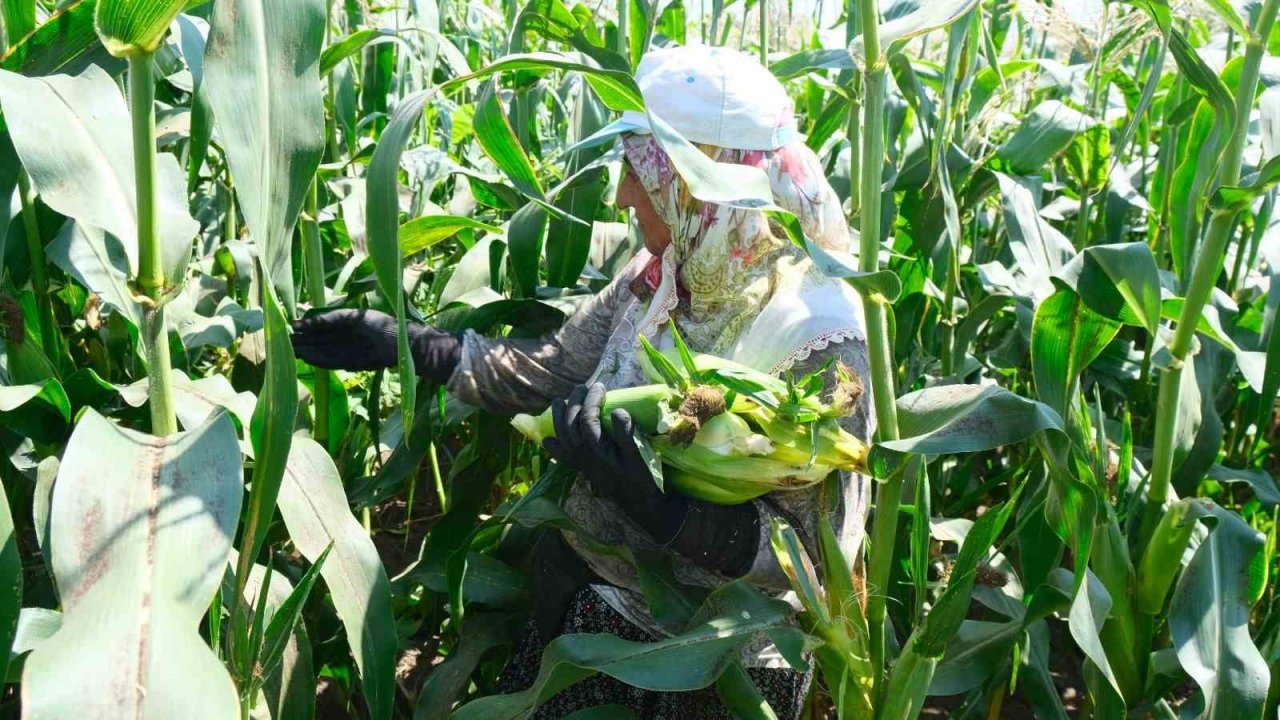 Türkiye’nin meşhur Mardar mısırında hasat başladı