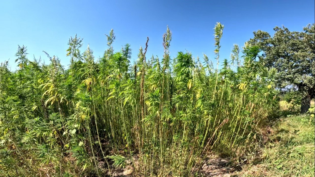 Kenevirde sözleşmeli üretime geçildi, ekim alanı 10 katına çıktı