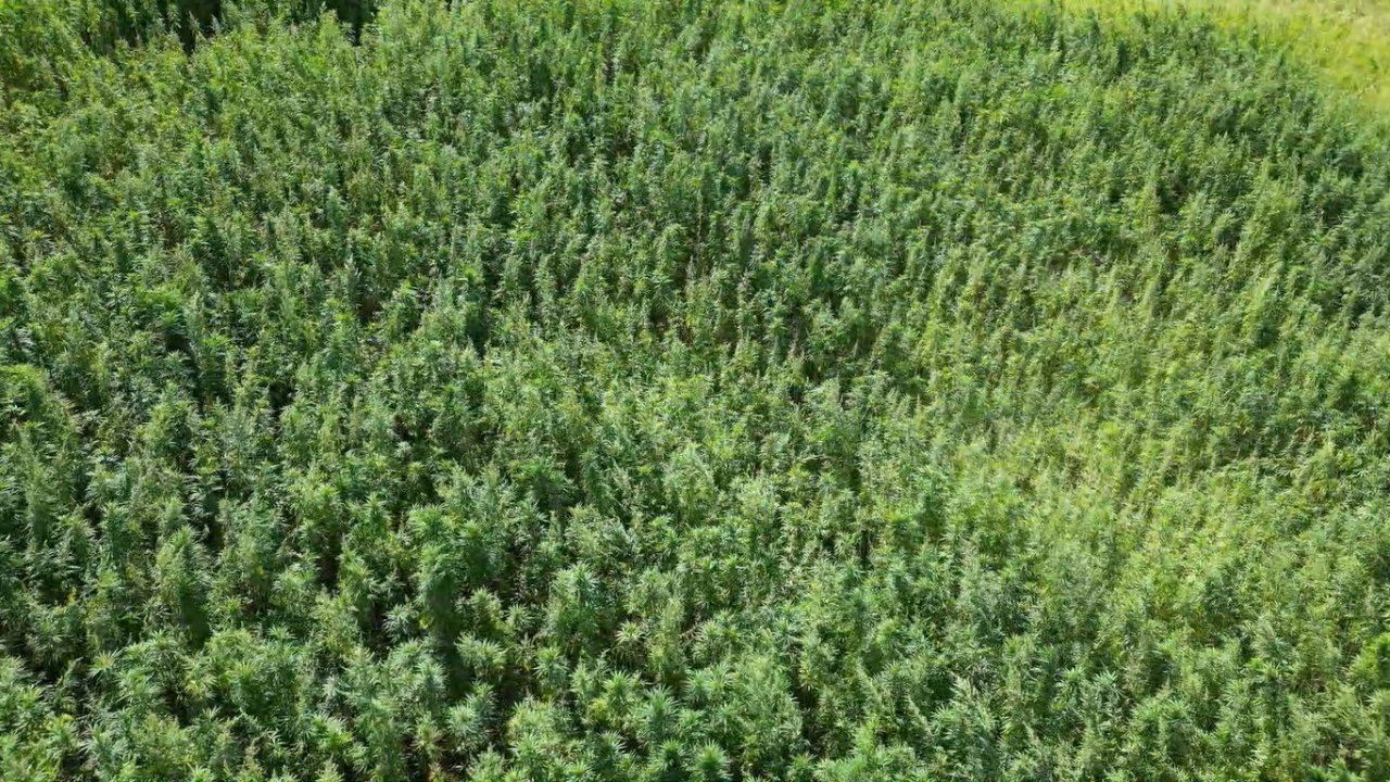 Kenevirde sözleşmeli üretime geçildi, ekim alanı 10 katına çıktı