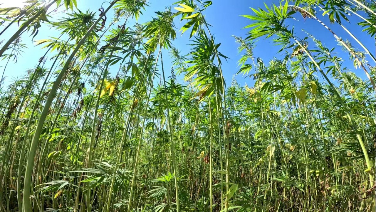 Kenevirde sözleşmeli üretime geçildi, ekim alanı 10 katına çıktı