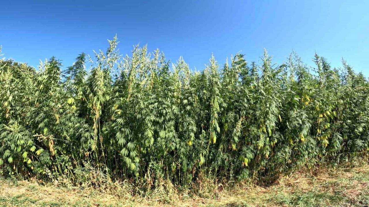 Kenevirde sözleşmeli üretime geçildi, ekim alanı 10 katına çıktı