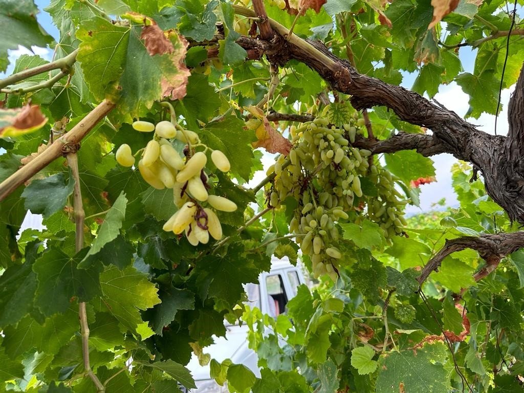 Yüksek sıcaklık sebebiyle üzümler yanınca verim düştü