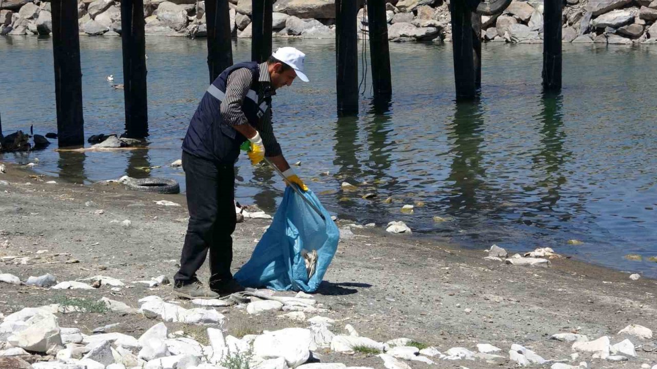 Van Gölü’ndeki martı ölümleri belediyeleri harekete geçirdi