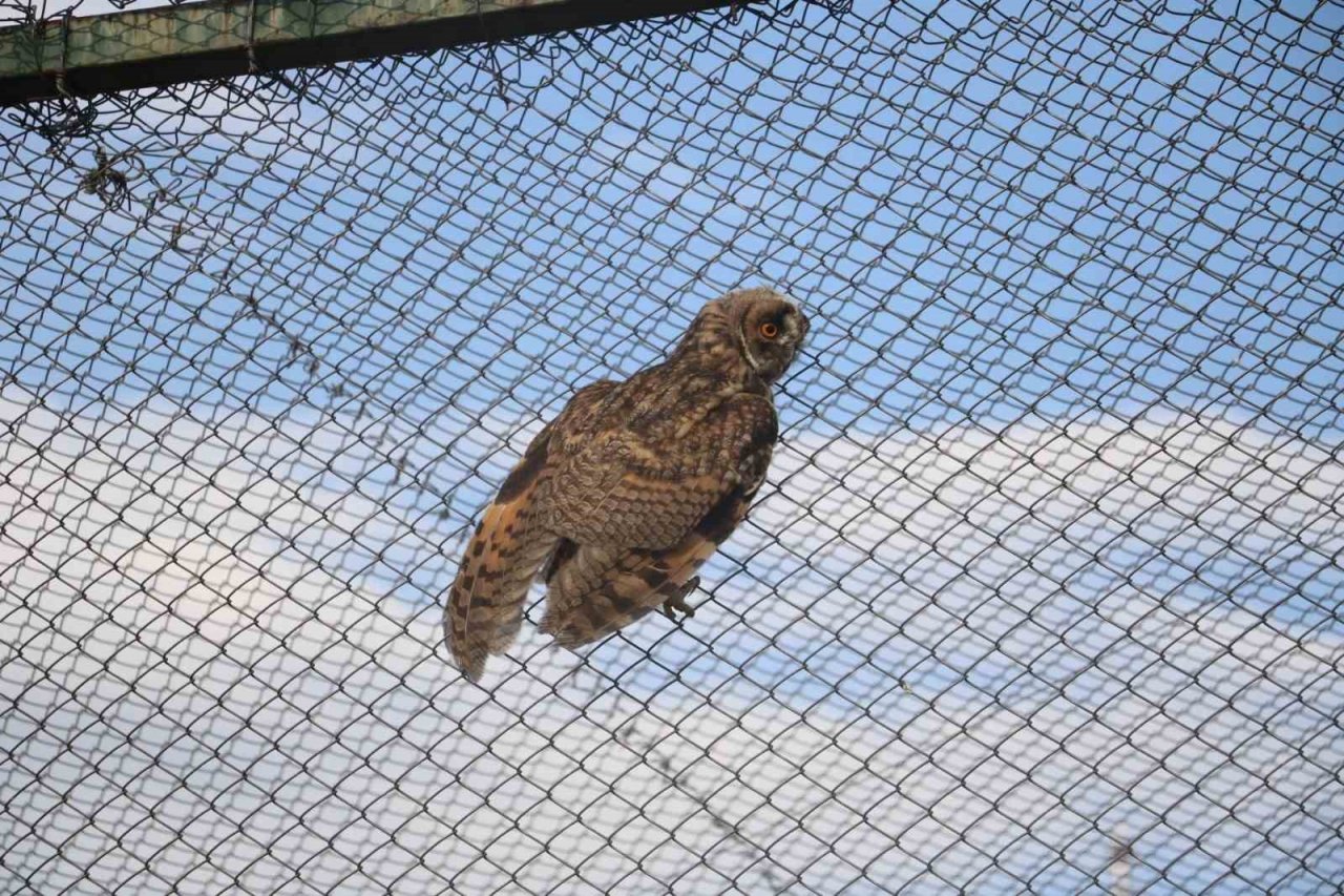 Tedavilerinin ardından sağlığına kavuşan 2 kulaklı orman baykuşu doğaya salındı