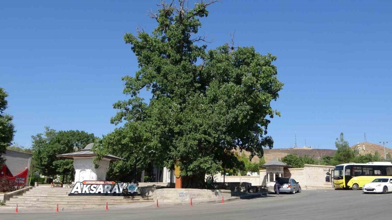 Aksaray’daki 700 yıllık ‘Kanlı Pelit’ kanlı Moğol baskınının tek canlı şahidi