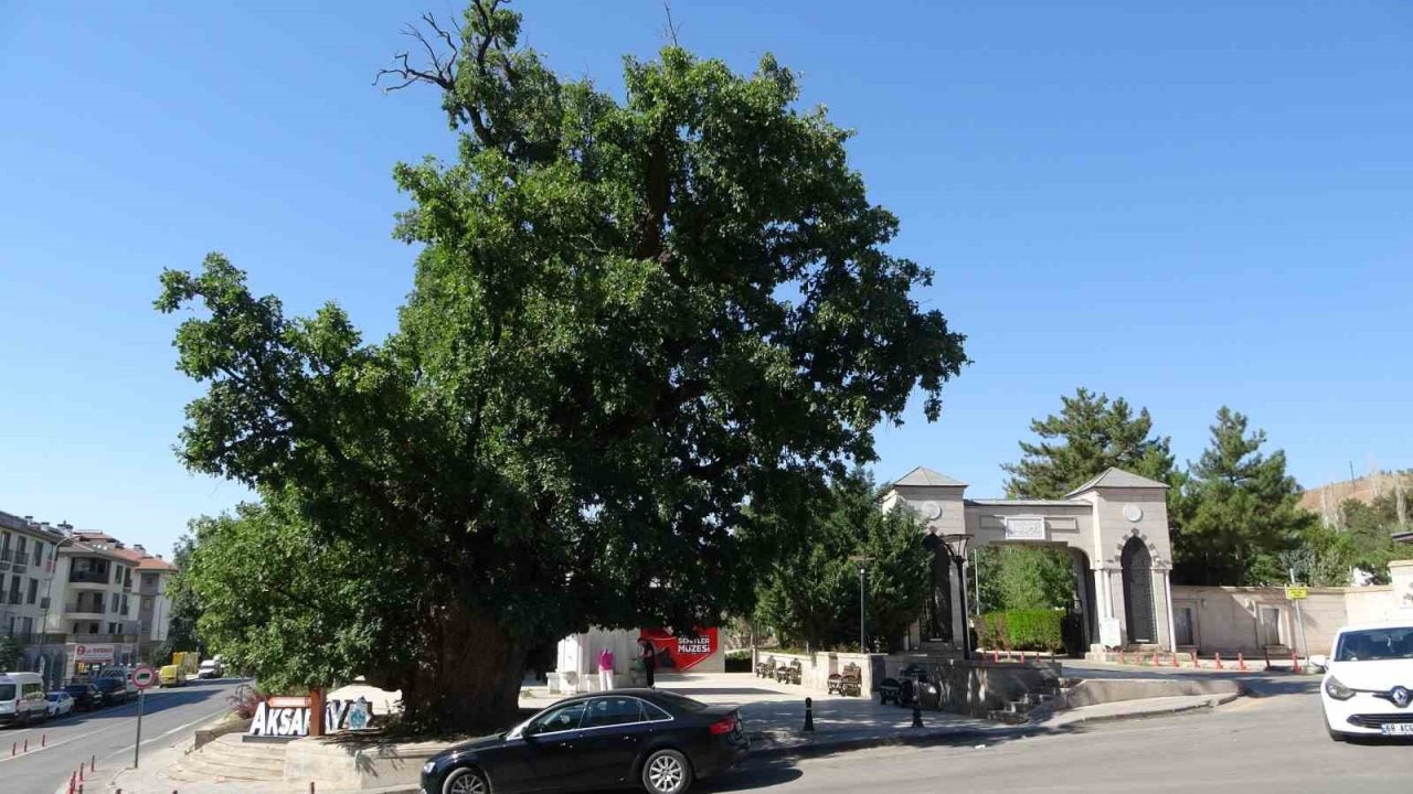 Aksaray’daki 700 yıllık ‘Kanlı Pelit’ kanlı Moğol baskınının tek canlı şahidi