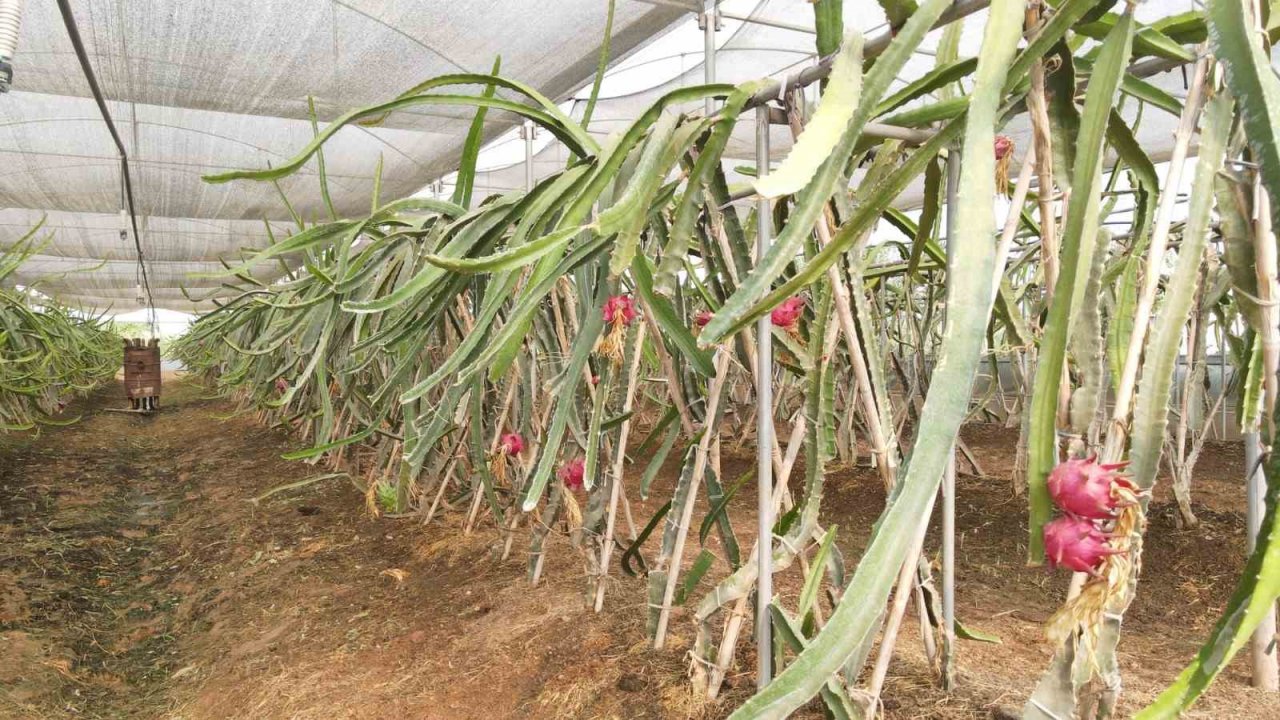 Efeler’in ejder meyveleri hasat edildi