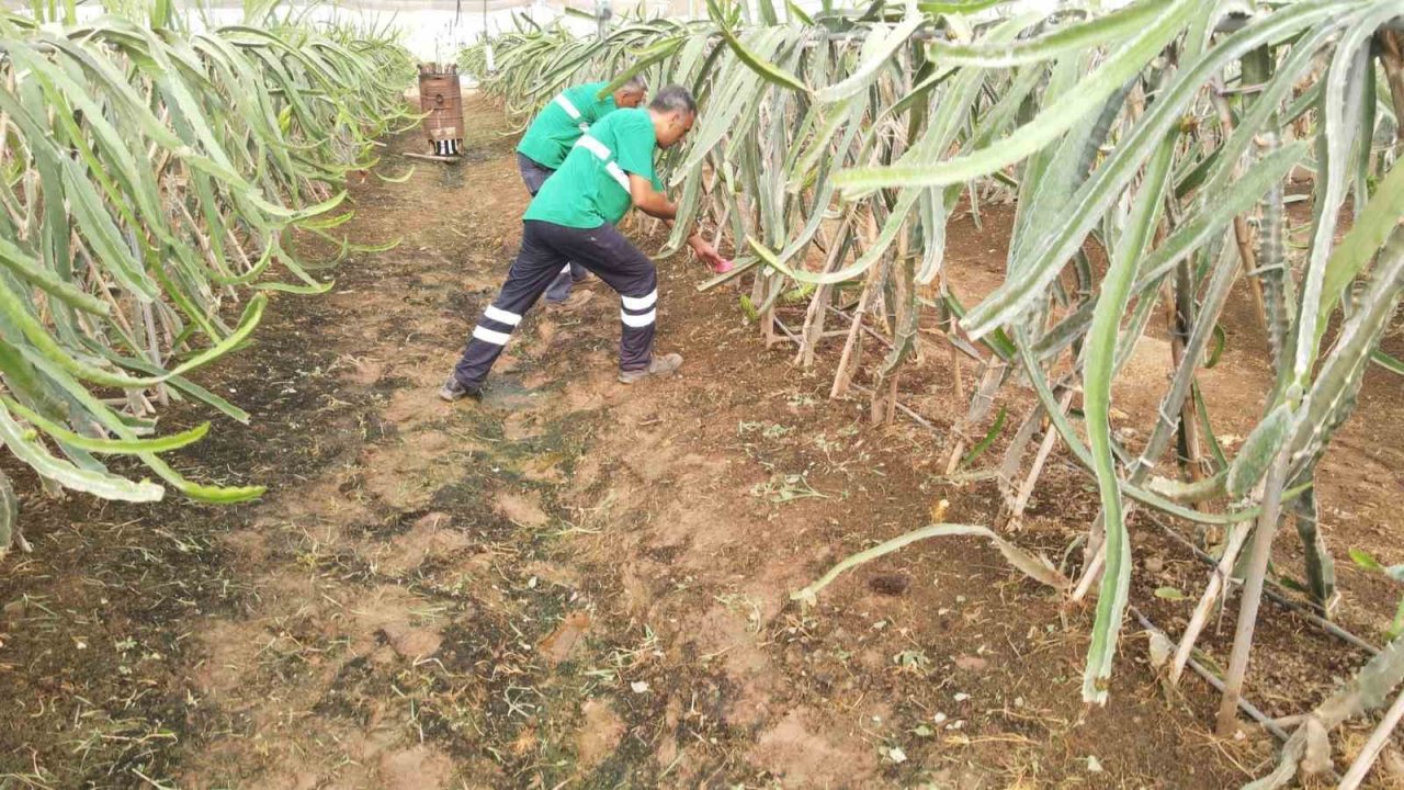 Efeler’in ejder meyveleri hasat edildi