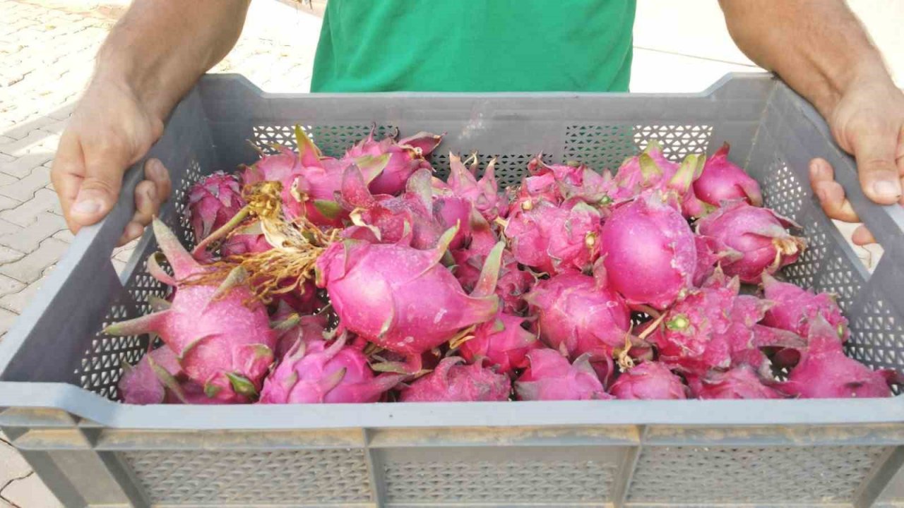 Efeler’in ejder meyveleri hasat edildi