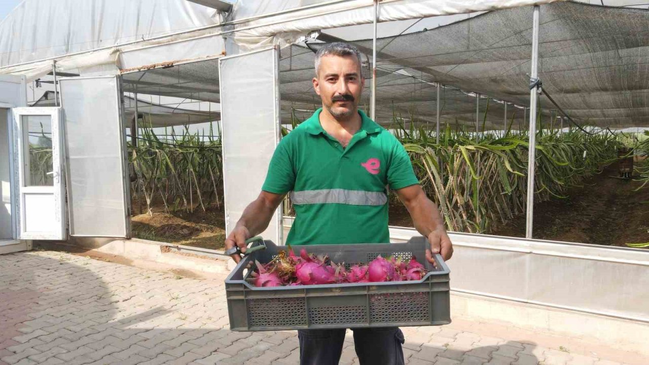 Efeler’in ejder meyveleri hasat edildi