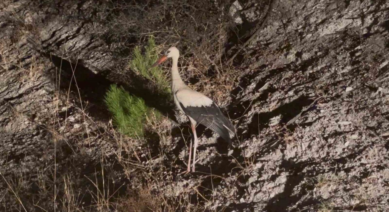 Leylekler için köylerde elektrikler kesildi