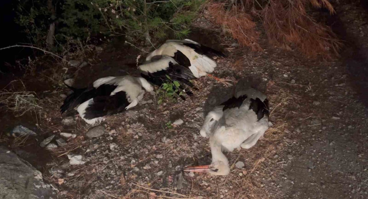 Leylekler için köylerde elektrikler kesildi