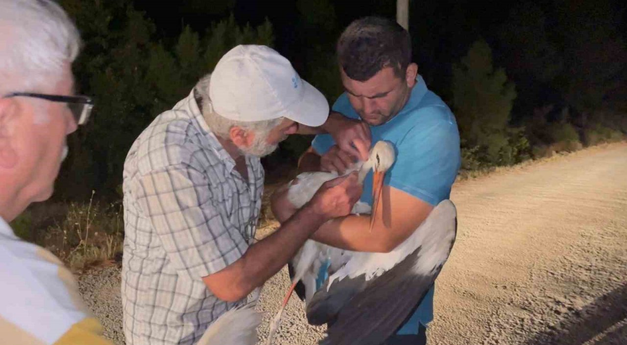 Leylekler için köylerde elektrikler kesildi