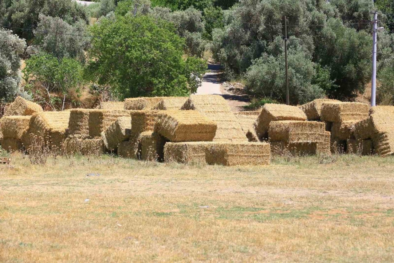 Büyükşehir’den 700 üreticiye 3 Milyon TL değerinde kaba yem desteği