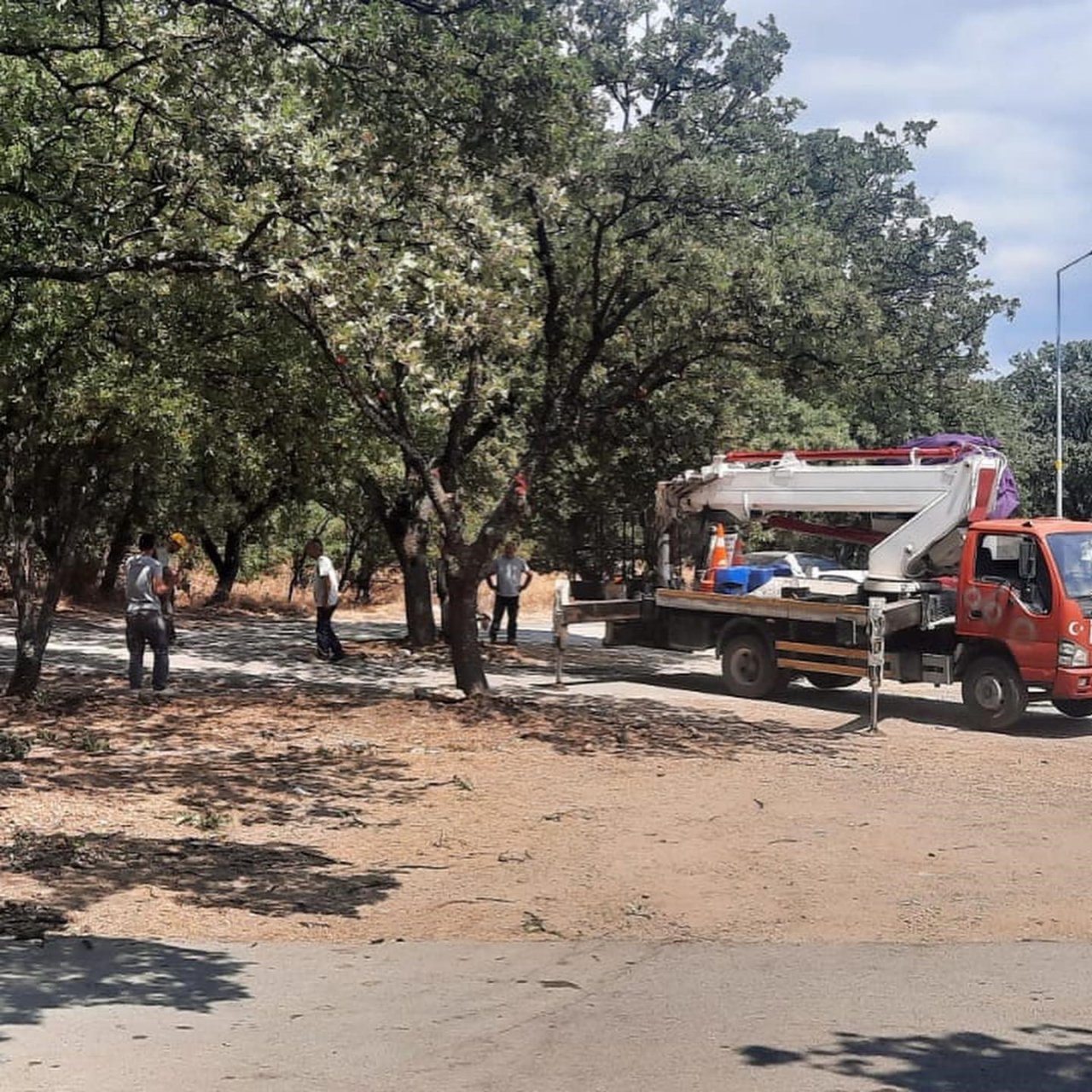 Ören’de anıt ağaçlar realite ediliyor.